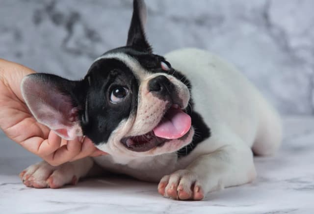 Karma mokra dla psa – jak poprawić zdrowie i apetyt pupila Karma mokra dla psa – jak poprawić zdrowie i apetyt pupila