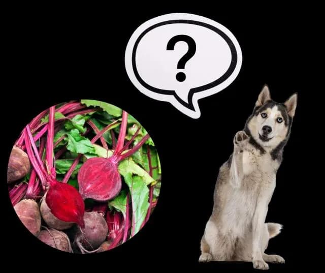 Czy pies może jeść buraki? Poznaj najważniejsze zasady bezpiecznego karmienia Czy pies może jeść buraki? Poznaj najważniejsze zasady bezpiecznego karmienia