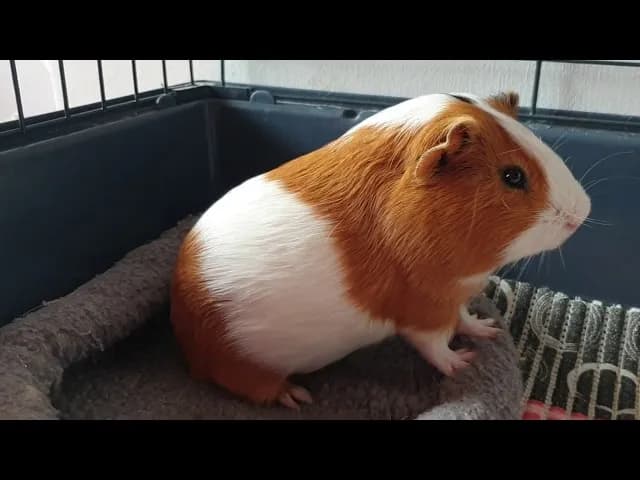 Dlaczego świnka morska biega po klatce: 5 najczęstszych przyczyn zachowań Dlaczego świnka morska biega po klatce: 5 najczęstszych przyczyn zachowań