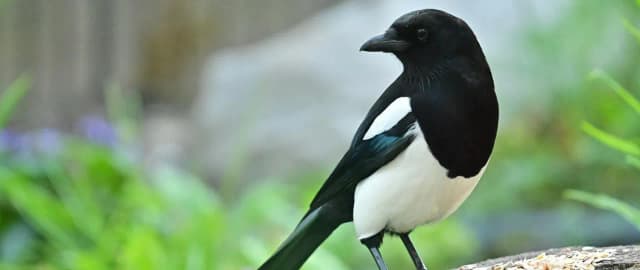 Co jedzą sroki? Zaskakujące fakty o ich diecie i zwyczajach Co jedzą sroki? Zaskakujące fakty o ich diecie i zwyczajach