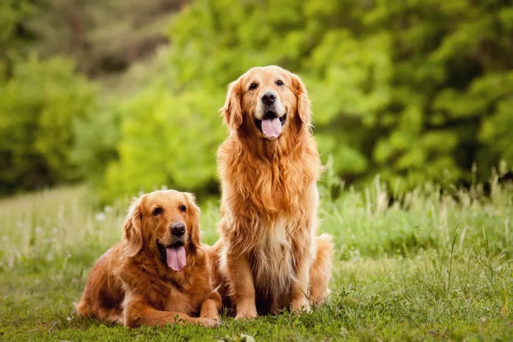 Kiedy rośnie sierść golden retrievera? Kluczowe informacje dla właścicieli Kiedy rośnie sierść golden retrievera? Kluczowe informacje dla właścicieli
