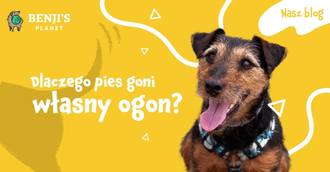 Dlaczego szczeniak gryzie ogon? Odkryj powody i rozwiązania Dlaczego szczeniak gryzie ogon? Odkryj powody i rozwiązania