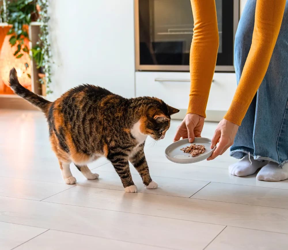 Jak karmić kotkę: najważniejsze informacje o diecie i potrzebach Jak karmić kotkę: najważniejsze informacje o diecie i potrzebach