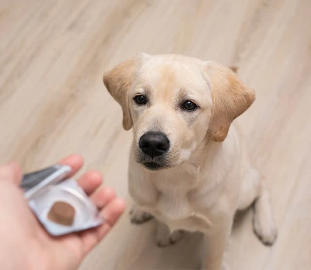 Skuteczne sposoby jak podać psu tabletki na odrobaczanie: 5 sprawdzonych metod Skuteczne sposoby jak podać psu tabletki na odrobaczanie: 5 sprawdzonych metod