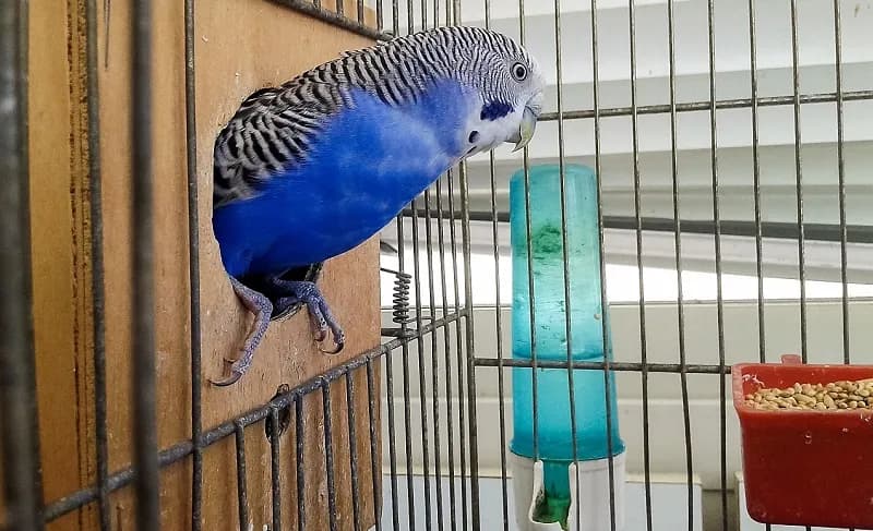 Najlepsze materiały na dno klatki dla papug - skuteczne rozwiązania Najlepsze materiały na dno klatki dla papug - skuteczne rozwiązania