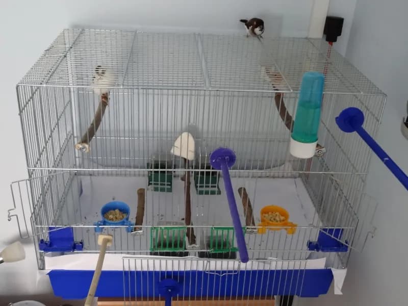 Najlepsza klatka dla kanarka - poznaj wszystkie wymogi i wyposażenie Najlepsza klatka dla kanarka - poznaj wszystkie wymogi i wyposażenie