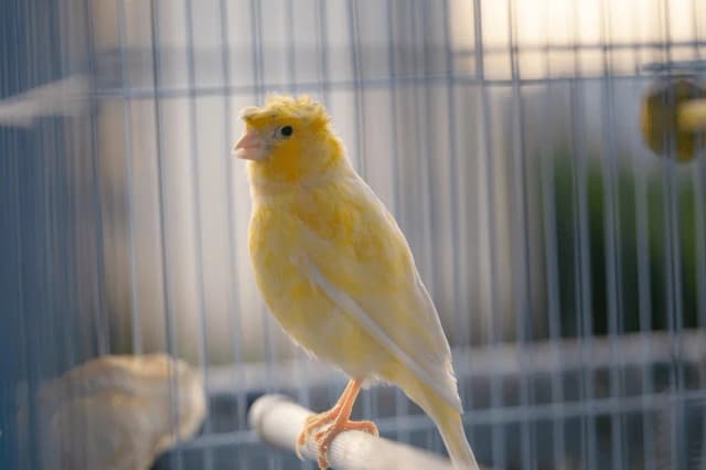 Dlaczego kanarek siedzi na dnie klatki: 5 niepokojących sygnałów choroby Dlaczego kanarek siedzi na dnie klatki: 5 niepokojących sygnałów choroby