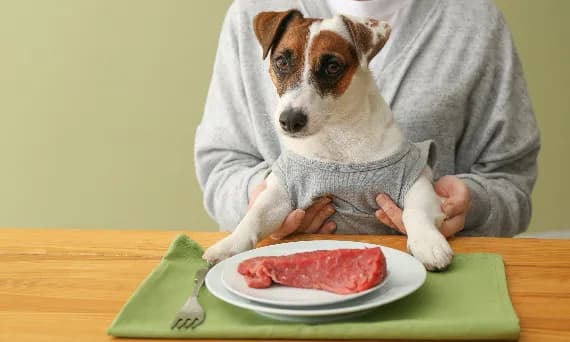 Czy pies może jeść surowe mięso: praktyczne porady i wskazówki dla opiekuna Czy pies może jeść surowe mięso: praktyczne porady i wskazówki dla opiekuna