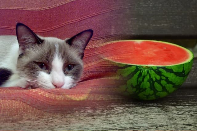 Czy koty mogą jeść arbuza: Poznaj bezpieczny sposób podawania owoców Czy koty mogą jeść arbuza: Poznaj bezpieczny sposób podawania owoców