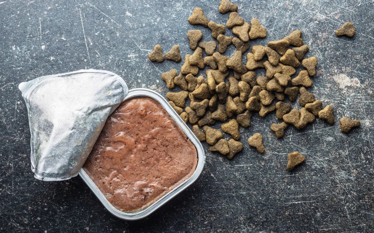 Czy pies może jeść tylko suchą karmę i być zdrowy? Poznaj odpowiedzi Czy pies może jeść tylko suchą karmę i być zdrowy? Poznaj odpowiedzi