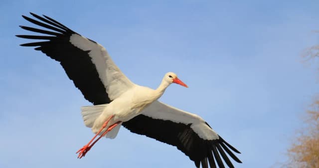 Dlaczego bociany odlatują do ciepłych krajów? Odkryj ich tajemnice migracji Dlaczego bociany odlatują do ciepłych krajów? Odkryj ich tajemnice migracji