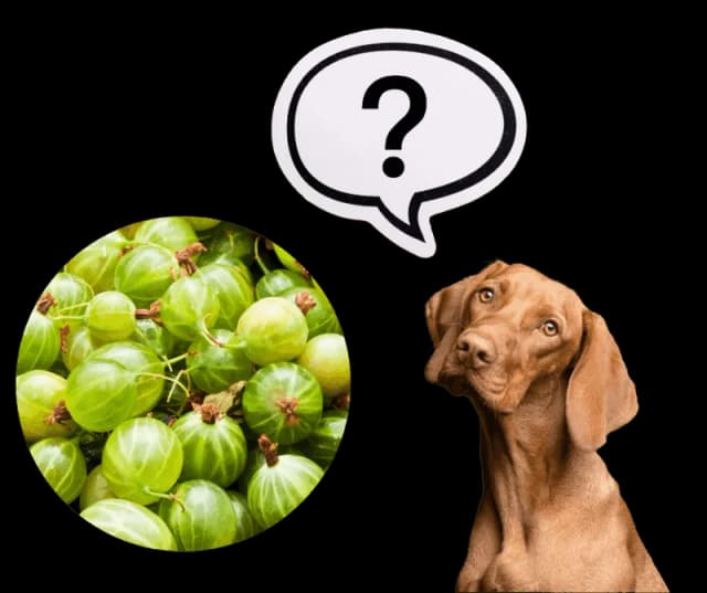 Czy pies może jeść agrest? Kontrowersje i zdrowotne aspekty dla pupila Czy pies może jeść agrest? Kontrowersje i zdrowotne aspekty dla pupila