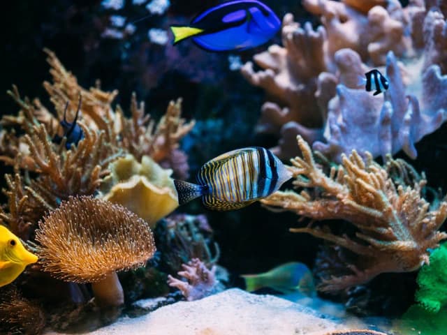 Jakie rybki do akwarium 200l - wybierz najlepsze gatunki dla swojego zbiornika Jakie rybki do akwarium 200l - wybierz najlepsze gatunki dla swojego zbiornika