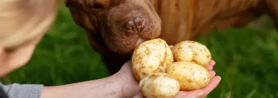 Czy pies może jeść ziemniaki? Poznaj zasady bezpiecznego podawania Czy pies może jeść ziemniaki? Poznaj zasady bezpiecznego podawania
