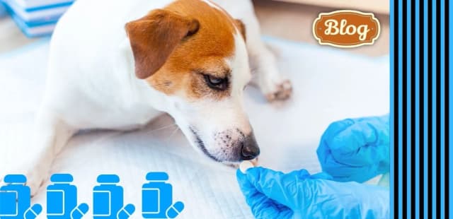 Najskuteczniejsze preparaty na odrobaczanie: bezpieczne sposoby dla zwierząt Najskuteczniejsze preparaty na odrobaczanie: bezpieczne sposoby dla zwierząt