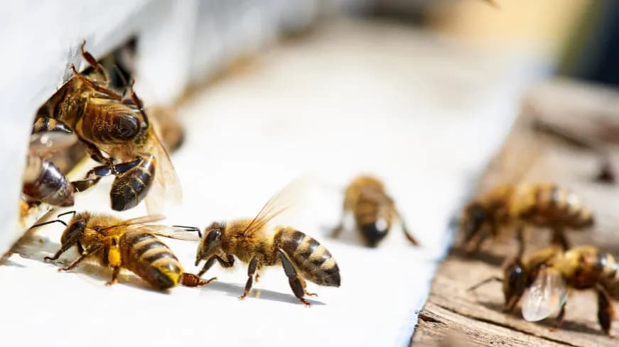Jak rozmnażają się pszczoły? Odkryj tajemnice ich życia i cyklu Jak rozmnażają się pszczoły? Odkryj tajemnice ich życia i cyklu