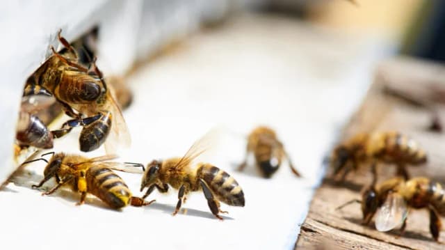 Jak rozmnażają się pszczoły? Odkryj tajemnice ich życia i cyklu Jak rozmnażają się pszczoły? Odkryj tajemnice ich życia i cyklu