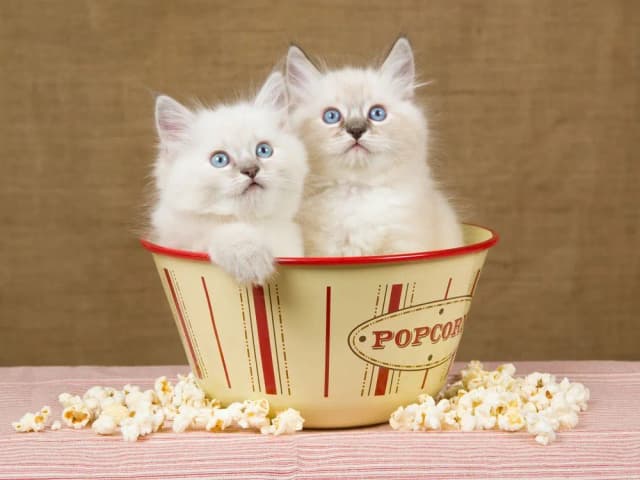 Czy koty mogą jeść popcorn? Zaskakujące fakty o bezpieczeństwie przekąski Czy koty mogą jeść popcorn? Zaskakujące fakty o bezpieczeństwie przekąski