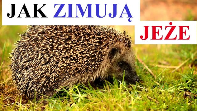 Czy jeże zimują? Odkryj, jak hibernacja wpływa na ich przetrwanie Czy jeże zimują? Odkryj, jak hibernacja wpływa na ich przetrwanie