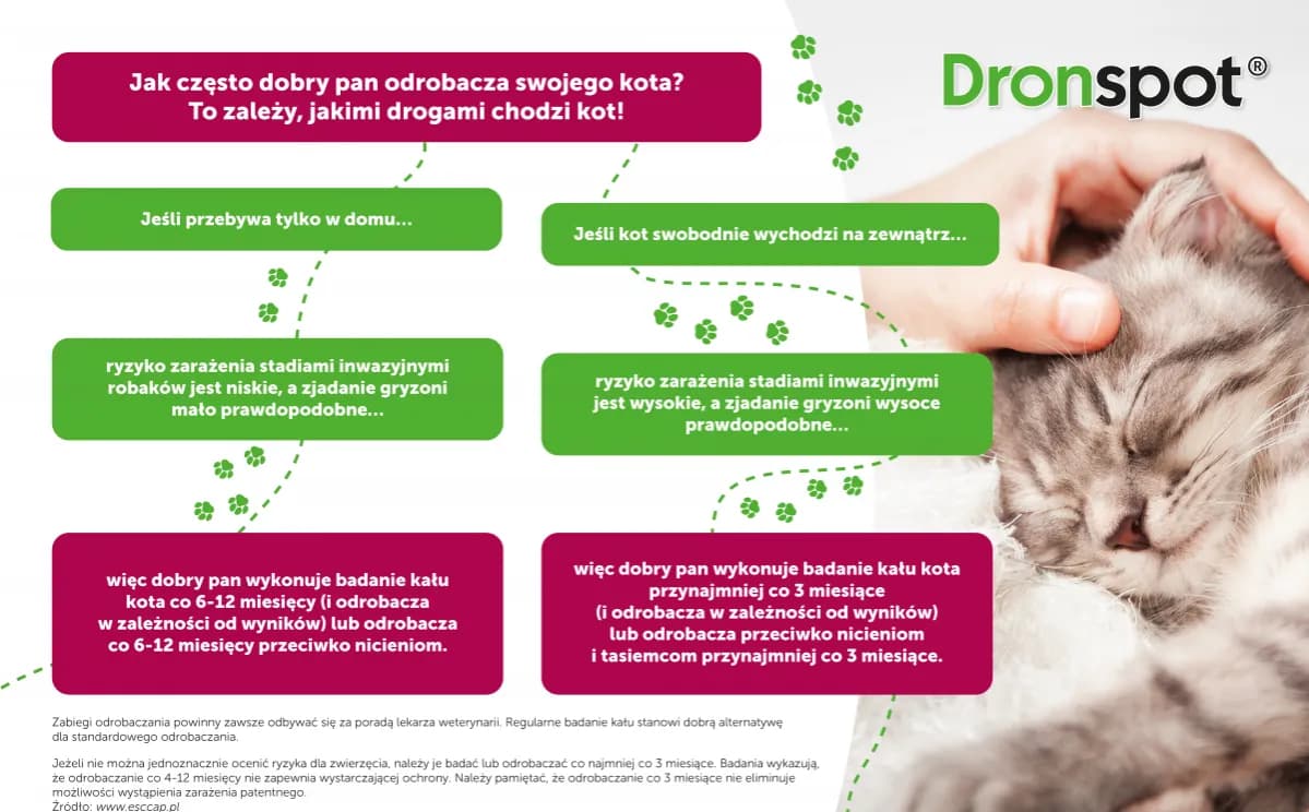 Co ile odrobacza się kota - kompletny harmonogram dla każdego pupila Co ile odrobacza się kota - kompletny harmonogram dla każdego pupila