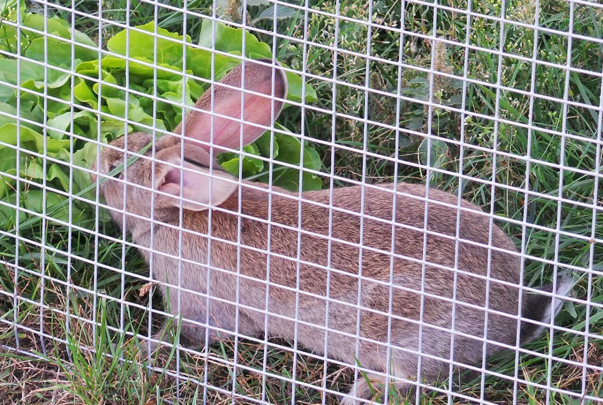 Jaką siatkę na klatki dla królików wybrać, aby zapewnić bezpieczeństwo? Jaką siatkę na klatki dla królików wybrać, aby zapewnić bezpieczeństwo?
