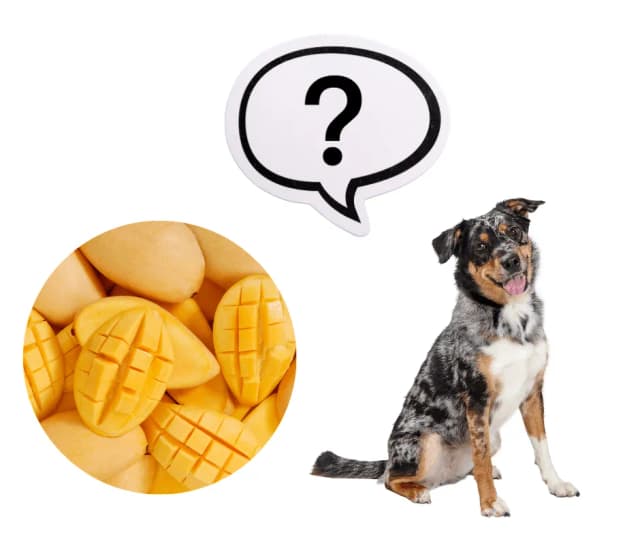 Mango dla psa: czy możesz karmić pupila tym owocem - poradnik opiekuna Mango dla psa: czy możesz karmić pupila tym owocem - poradnik opiekuna