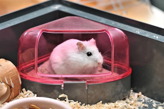 Jak urządzić klatkę dla chomika: kompletny poradnik dla właścicieli Jak urządzić klatkę dla chomika: kompletny poradnik dla właścicieli