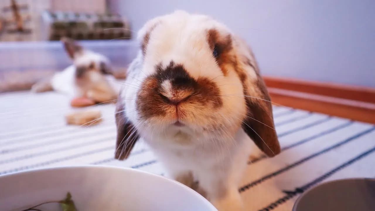 Jak nauczyć królika przychodzenia na zawołanie w łatwy sposób Jak nauczyć królika przychodzenia na zawołanie w łatwy sposób