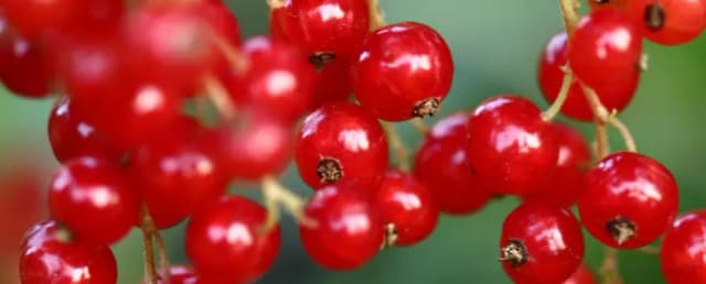 Czy pies może jeść porzeczki i co warto wiedzieć o ich wpływie? Czy pies może jeść porzeczki i co warto wiedzieć o ich wpływie?