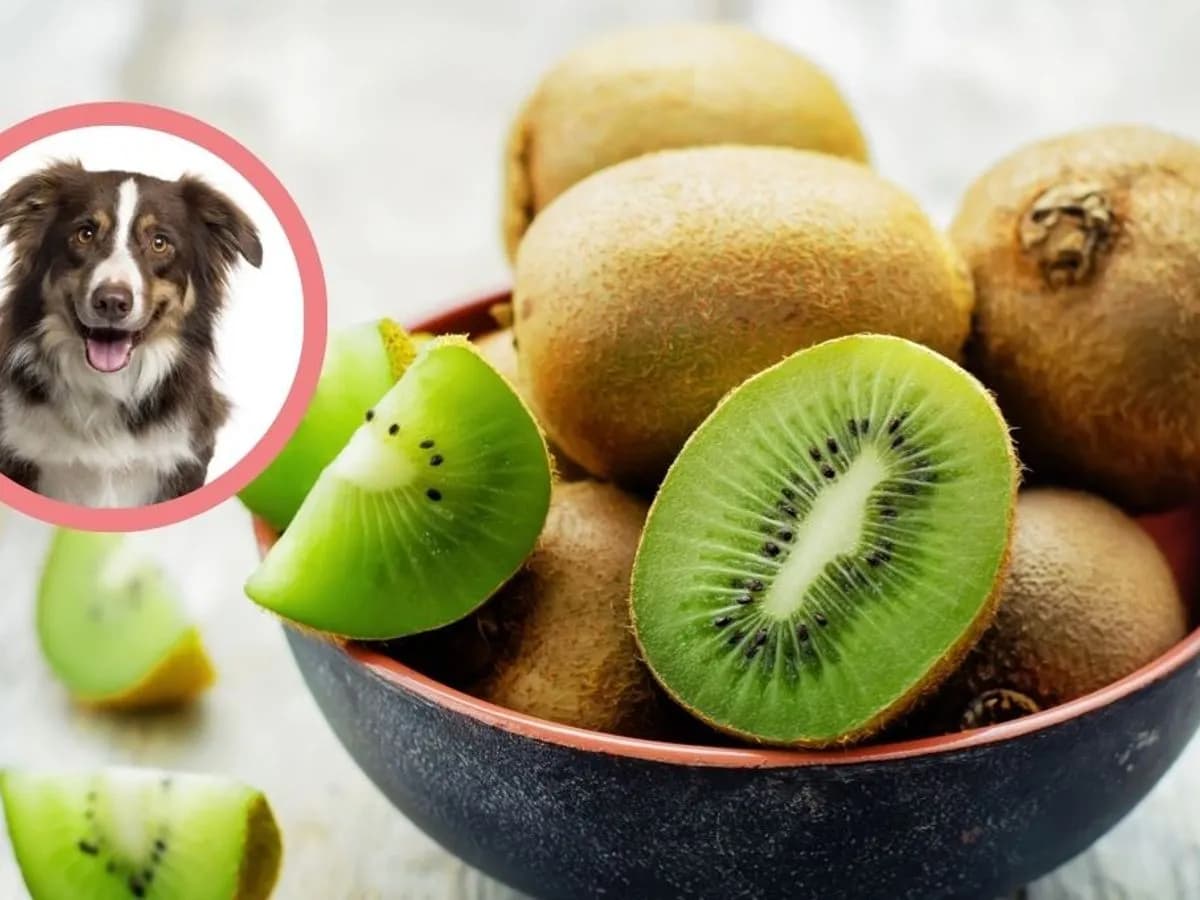 Czy pies może jeść kiwi: Ważne zasady bezpiecznego karmienia pupila Czy pies może jeść kiwi: Ważne zasady bezpiecznego karmienia pupila