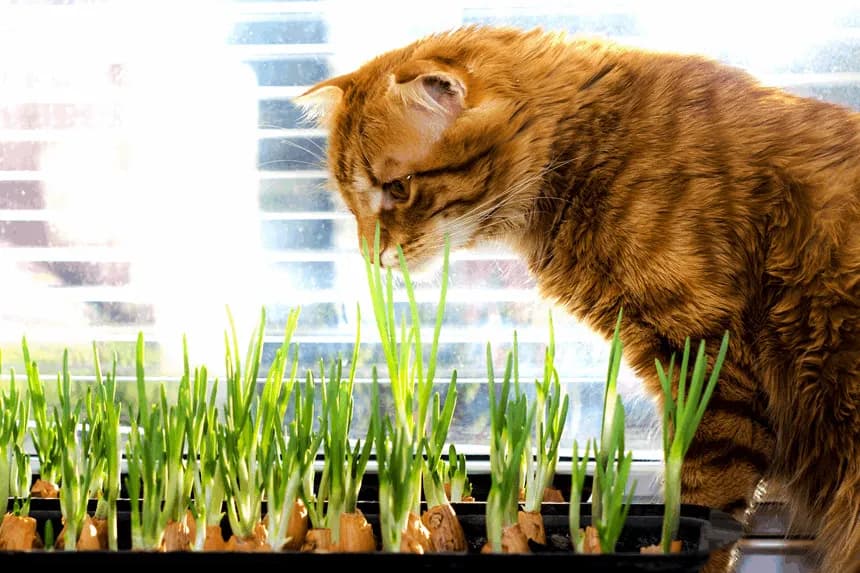 Czy koty mogą jeść cebulę? Dowiedz się o zagrożeniach dla zdrowia! Czy koty mogą jeść cebulę? Dowiedz się o zagrożeniach dla zdrowia!