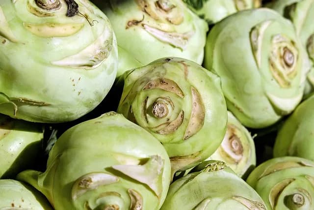 Czy pies może jeść kalarepę - Fakty i zasady bezpiecznego karmienia Czy pies może jeść kalarepę - Fakty i zasady bezpiecznego karmienia