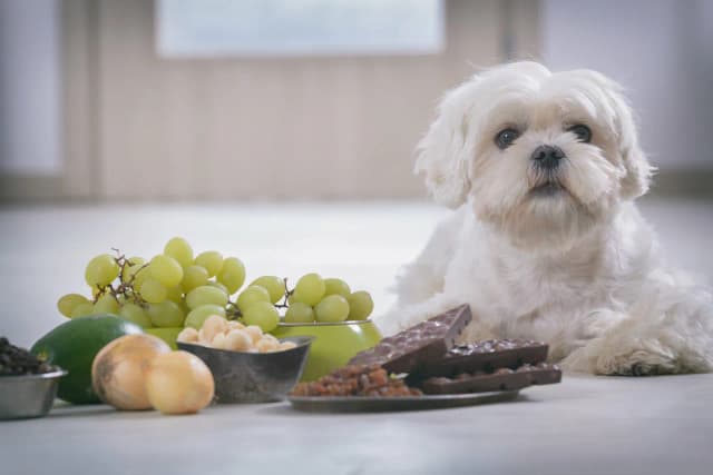 Dowiedz się czy pies może jeść cebulę: poznaj skutki i zagrożenia Dowiedz się czy pies może jeść cebulę: poznaj skutki i zagrożenia